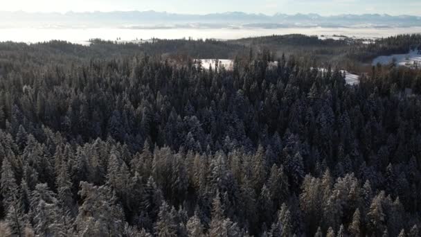 Winter Landscape Aerial View Snow Capped Forest Hill Panoramic View — Wideo stockowe
