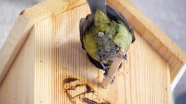 Blue tit builds a nest in the nest box. Couple of Eurasian blue tit preparing for brood, builds a nest of moss, close up view. Nest box in home, garden or forest.