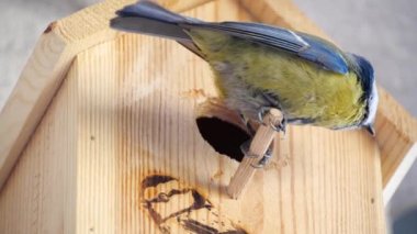 Blue tit builds a nest in the nest box. Couple of Eurasian blue tit preparing for brood, builds a nest of moss, close up view. Nest box in home, garden or forest.