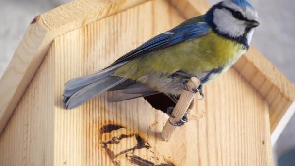 Blue Tit Builds Nest Nest Box Couple Eurasian Blue Tit — Wideo stockowe