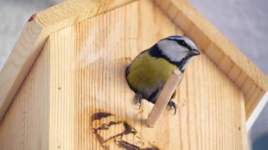 Blue tit builds a nest in the nest box. Couple of Eurasian blue tit preparing for brood, builds a nest of moss, close up view. Nest box in home, garden or forest.