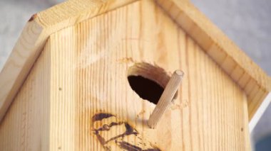 Blue tit builds a nest in the nest box. Couple of Eurasian blue tit preparing for brood, builds a nest of moss, close up view. Nest box in home, garden or forest.