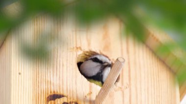 Blue tit builds a nest in the nest box. Couple of Eurasian blue tit preparing for brood, builds a nest of moss, close up view. Nest box in home, garden or forest.