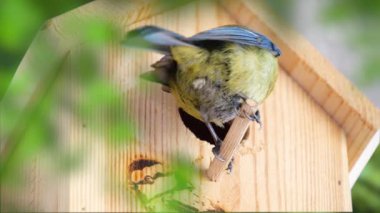 Blue tit builds a nest in the nest box. Couple of Eurasian blue tit preparing for brood, builds a nest of moss, close up view. Nest box in home, garden or forest.