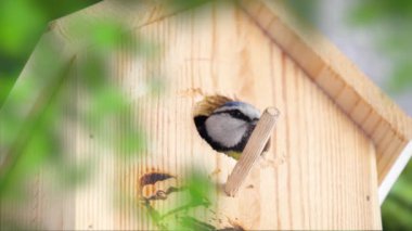 Blue tit builds a nest in the nest box. Couple of Eurasian blue tit preparing for brood, builds a nest of moss, close up view. Nest box in home, garden or forest.