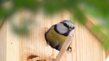 Blue tit builds a nest in the nest box. Couple of Eurasian blue tit preparing for brood, builds a nest of moss, close up view. Nest box in home, garden or forest.
