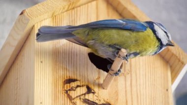 Blue tit builds a nest in the nest box. Couple of Eurasian blue tit preparing for brood, builds a nest of moss, close up view. Nest box in home, garden or forest.