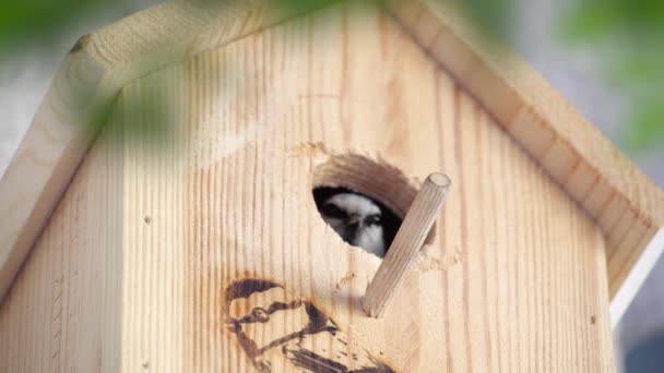 Blue Tit Builds Nest Nest Box Couple Eurasian Blue Tit — Stockvideo