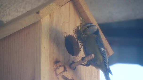Blue Tit Builds Nest Nest Box Couple Eurasian Blue Tit — ストック動画