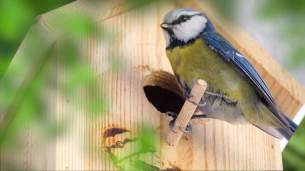 Blue Tit Builds Nest Nest Box Couple Eurasian Blue Tit — Vídeo de Stock