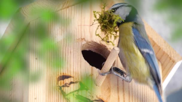 Blue Tit Builds Nest Nest Box Couple Eurasian Blue Tit — Stock video