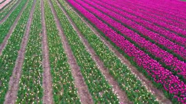 Hollanda 'da sonu gelmeyen laleler. Amsterdam yakınlarındaki Keukenhof ya da Noordoostpolder 'de çiçeklenmiş renkli pembe lalelerin havadan yakından görüntüsü. Hollanda laleleri sezonu.