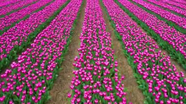 Hollanda 'da sonu gelmeyen laleler. Amsterdam yakınlarındaki Keukenhof ya da Noordoostpolder 'de çiçeklenmiş renkli pembe lalelerin havadan yakından görüntüsü. Hollanda laleleri sezonu.