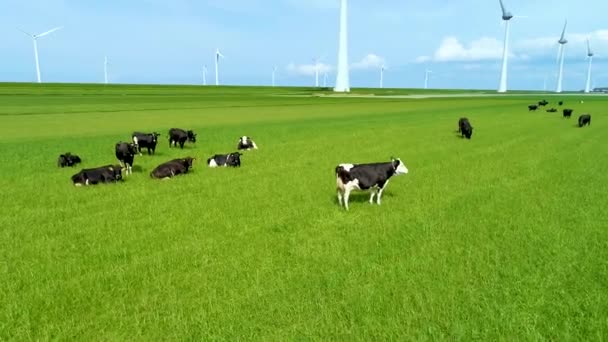 在荷兰 奶牛在绿色的牧场上吃草 为杜奇奶酪生产牛奶 有风电场 郁金香地的田园风光 荷兰奶酪生产 — 图库视频影像