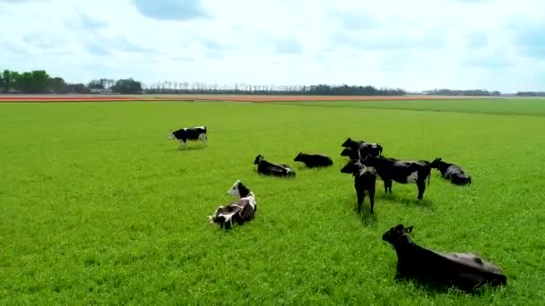 Milchkühe Grasen Auf Der Grünen Weide Den Niederlanden Milchproduktion Für — Stockvideo