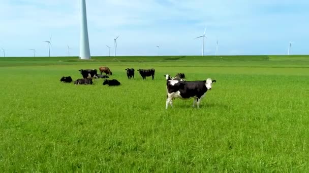 Vacas Leiteiras Pastando Pasto Verde Nos Países Baixos Produção Leite — Vídeo de Stock