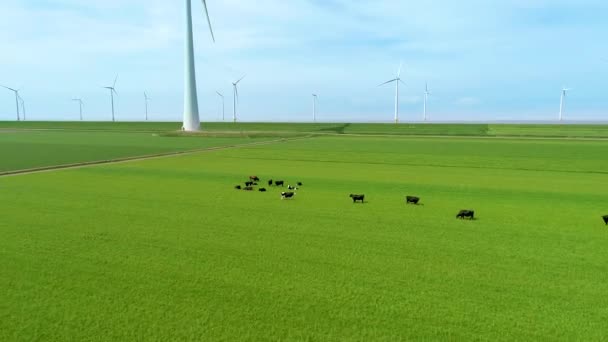 Молочные Коровы Пасутся Зеленом Пастбище Нидерландах Производство Молока Сыра Идиллический — стоковое видео