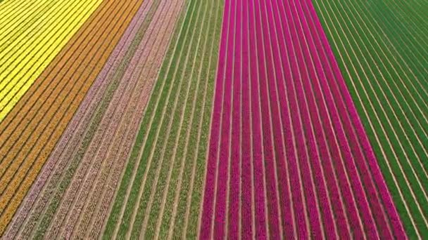 Niekończące Się Pole Tulipanów Holandii Widok Lotu Ptaka Kwitnące Kolorowe — Wideo stockowe