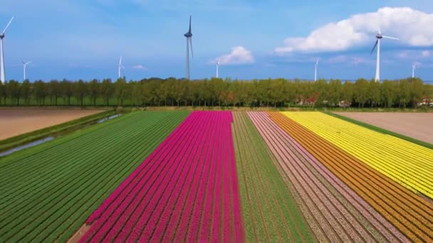 Hollanda Urk Taki Lale Tarlası Rüzgar Türbinlerinin Havadan Görüntüsü Açık — Stok video