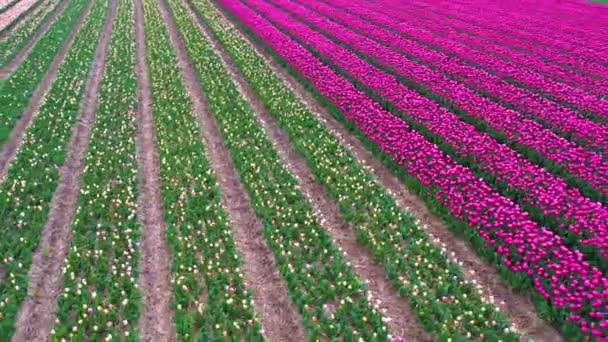 Endless Tulips Field Στην Ολλανδία Αεροφωτογραφία Των Πολύχρωμων Ροζ Τουλίπες — Αρχείο Βίντεο