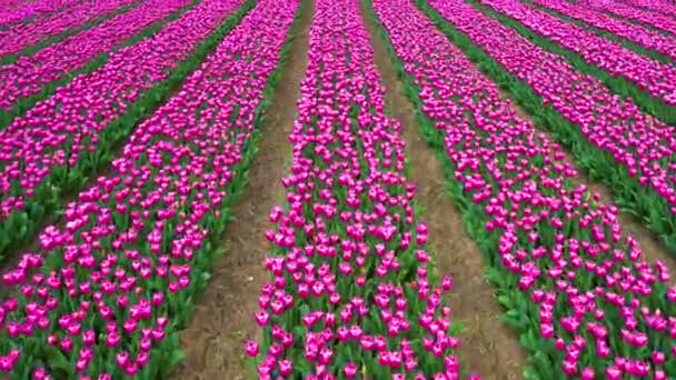 オランダのエンドレスチューリップ畑 アムステルダム近くのKeukenhofまたはNoordoostpolderで 花でカラフルなピンクのチューリップの空中近景 オランダのチューリップの季節 — ストック動画