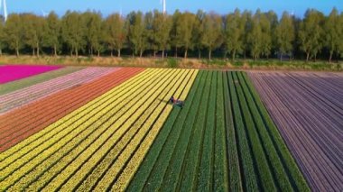 Hollanda 'daki lale tarlaları, hava manzaralı. Amsterdam yakınlarındaki Noordoostpolder 'de renkli pembe, sarı, turuncu ve kırmızı laleler kesen çiftçi. Hollanda laleleri sezonu. Ampuller için ölü laleler..