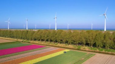 Hollanda, Urk 'taki lale tarlası ve rüzgar türbinlerinin havadan görüntüsü. Açık deniz rüzgâr çiftliği ve renkli lale tarlalarının güzel manzarası..