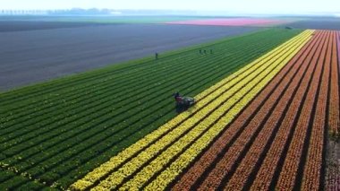 Tulip fields in Netherlands, aerial view. Farmer cutting colorful pink, yellow, orange and red tulips in bloom, in Noordoostpolder, near Amsterdam. Dutch tulips season. Dead heading tulips for bulbs.