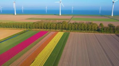 Endless Tulip fields in Netherlands and offshore wind farm aerial view. Colorful pink, yellow and orange tulips in bloom, in Keukenhof or Noordoostpolder, near Amsterdam. Tulips season in Holland.