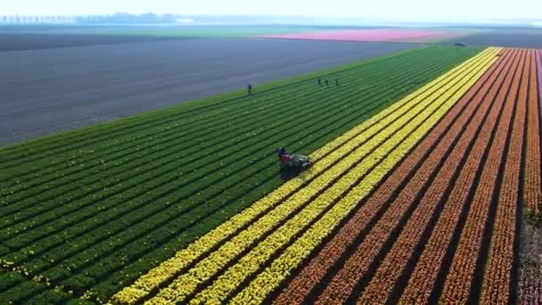 Tulip Fields Netherlands Aerial View Farmer Cutting Colorful Pink Yellow — Αρχείο Βίντεο