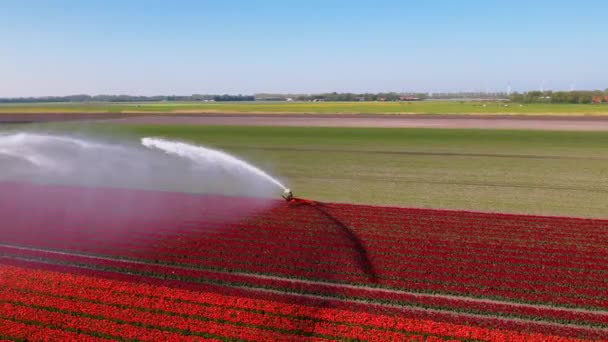 Поля Тюльпанів Нідерландах Зрошення Повітряний Вид Барвисте Поле Тюльпанів Голландії — стокове відео