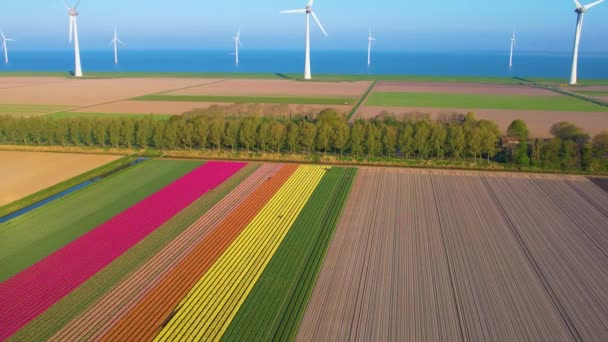 Végtelen Tulipán Mezők Hollandiában Tengeri Szélerőmű Légi Kilátás Színes Rózsaszín — Stock videók