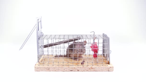 Huismuis Gevangen Levend Gevangen Muisval Een Schattig Knaagdier Een Levende — Stockvideo