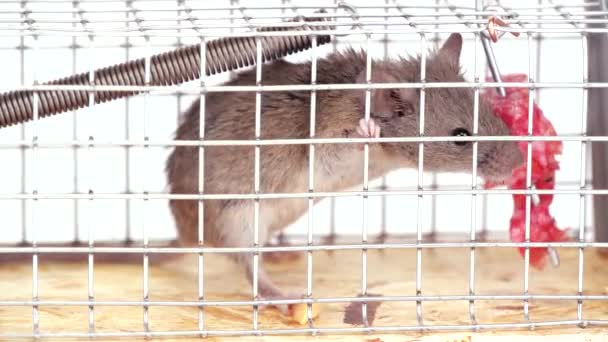 Ratón Casa Atrapado Vivo Trampa Del Ratón Captura Lindo Roedor — Vídeos de Stock