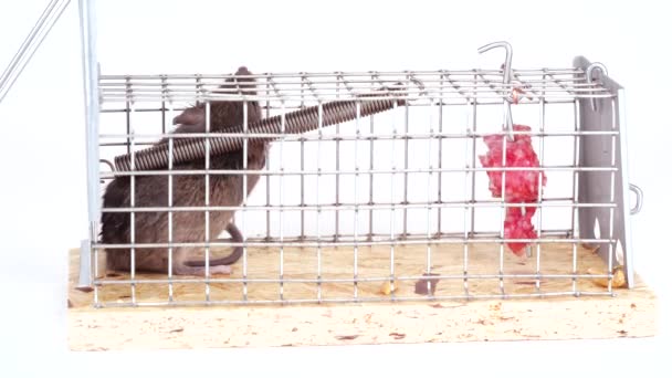 Hausmaus Gefangen Lebendfang Mausefalle Ein Niedliches Kleines Nagetier Einem Lebenden — Stockvideo