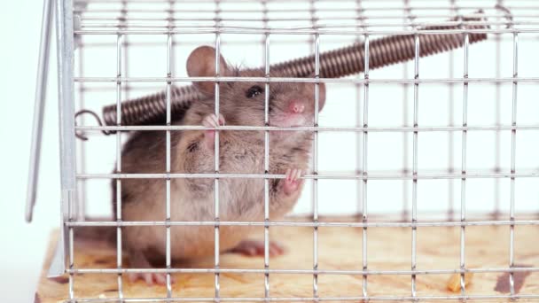 家鼠中了活捉老鼠陷阱 一只可爱的小啮齿动物在一个白色背景的活笼子里人类捕捉到盒子里老鼠的方法 — 图库视频影像