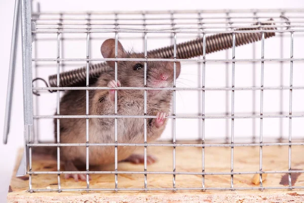 House mouse caught in live capture mouse trap, close up view. A cute little rodent in a live cage on a white background. Human ways to catch a mouse in box trap.