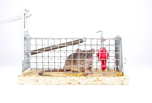 Домашняя Мышь Пойманная Ловушку Живых Мышей Симпатичный Маленький Грызун Живой — стоковое фото