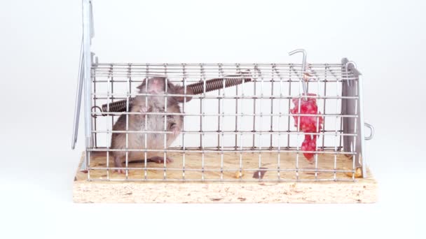 家鼠中了活捉老鼠陷阱 一只可爱的小啮齿动物在一个白色背景的活笼子里人类捕捉到盒子里老鼠的方法 — 图库视频影像