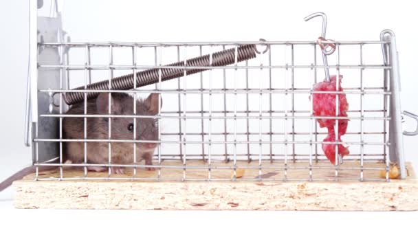Dom Myszy Złapany Pułapkę Myszy Przechwytywania Słodki Gryzoń Żywej Klatce — Wideo stockowe