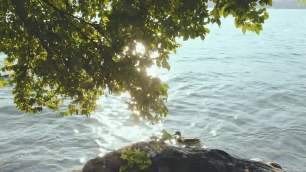 Slunce Odráží Vodě Pohled Stromů Listí Jasné Sluneční Paprsky Odrazy — Stock video