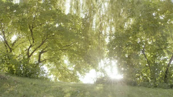 Slunce Odráží Vodě Pohled Stromů Listí Jasné Sluneční Paprsky Odrazy — Stock video