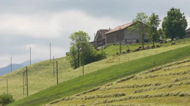 Zaman Hızı, traktör saman testeresiyle çimleri otlağa çeviriyor. İsviçre Alplerinde inekler ve sığırlar ispiyonluyor. Entlebuch, Canton Lucerne, İsviçre