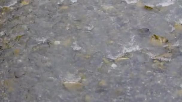 Eau Coule Autour Des Pierres Ruisseau Dans Les Montagnes Vallée — Video