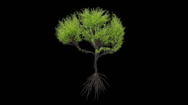 人間の脳の形をした木 黒を背景に季節の移行 エココンセプト 3Dレンダリング — ストック写真