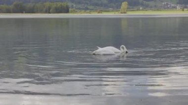 Göldeki kuğular İsviçre Alplerinde yiyecek arıyorlar. Lauerz Gölü, Lauerzersee, Canton Schwyz, İsviçre. 