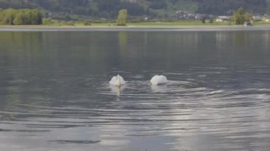 Göldeki kuğular İsviçre Alplerinde yiyecek arıyorlar. Lauerz Gölü, Lauerzersee, Canton Schwyz, İsviçre. 