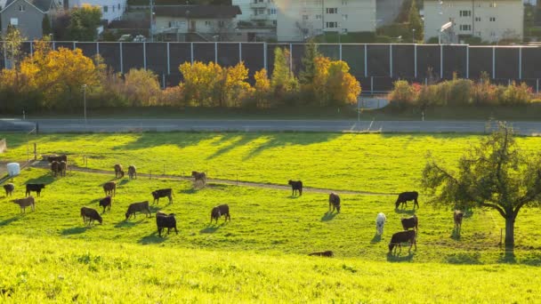 Коровы Времени Пасутся Альпийском Лугу Коровы Поле Швейцарских Альпах Швейцария — стоковое видео