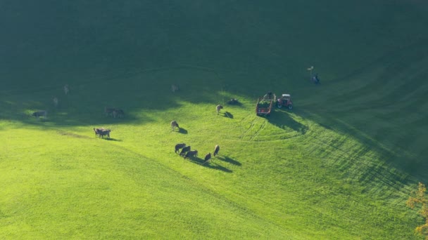 随着时间的流逝 奶牛在高山草甸上吃草 在瑞士阿尔卑斯山的一块田里放牛 农民们采摘新割的青草 — 图库视频影像