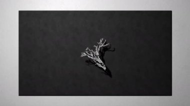 Tree growing animation. Tree unrolling concept. Black and white background. 3D rendering.